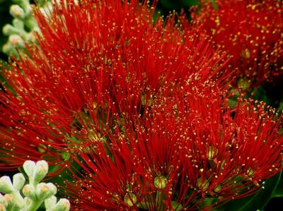 Pohutakawa-4