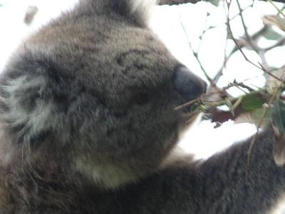 KOALA.JPG