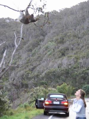 K and Koala.JPG