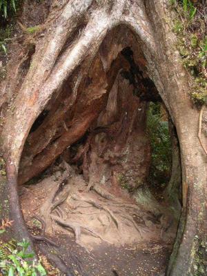 Tree trunk.JPG