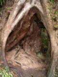Tree trunk.JPG