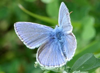 Icarus blauwtje (man)Common blue(male)Polyommatus icarus