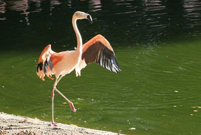 Phoenicopterus chilensis <br>Chilean flamingo <br>Chileense flamingo 