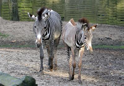 Equus Grevyi<br>Grevys zebra<br>Grvy-Zebra