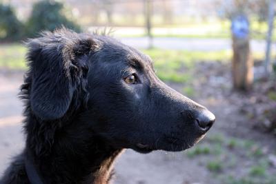 Pup in profile