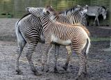 Equus GrevyiGrevy's zebraGrévy-Zebra