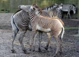 Equus Grevyi<br>Grevys zebra<br>Grvy-Zebra