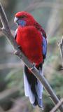 Platycercus elegans <br>Crimson rosella <br>Pennantrosella