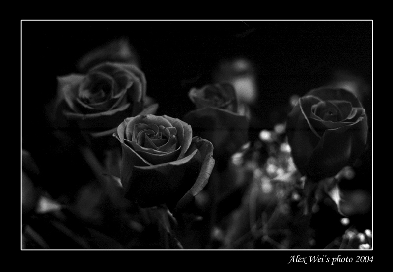 roses