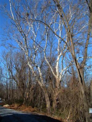 DSCF0015 (Medium).JPG