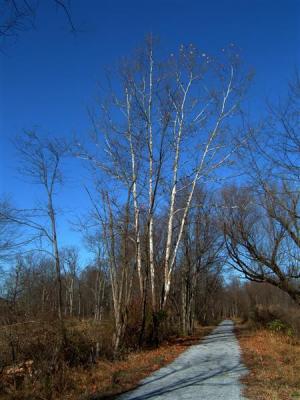 DSCF0017 (Medium).JPG