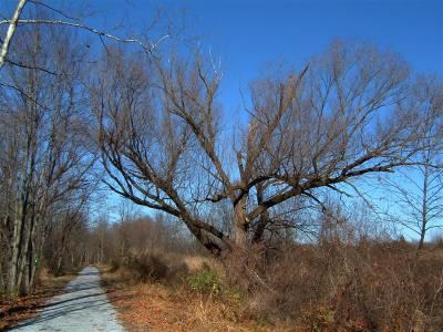DSCF0019 (Medium).JPG