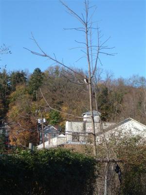 DSCF0025 (Medium).JPG