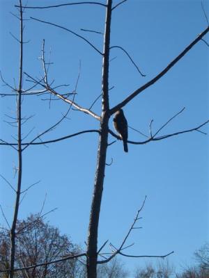 DSCF0027 (Medium).JPG