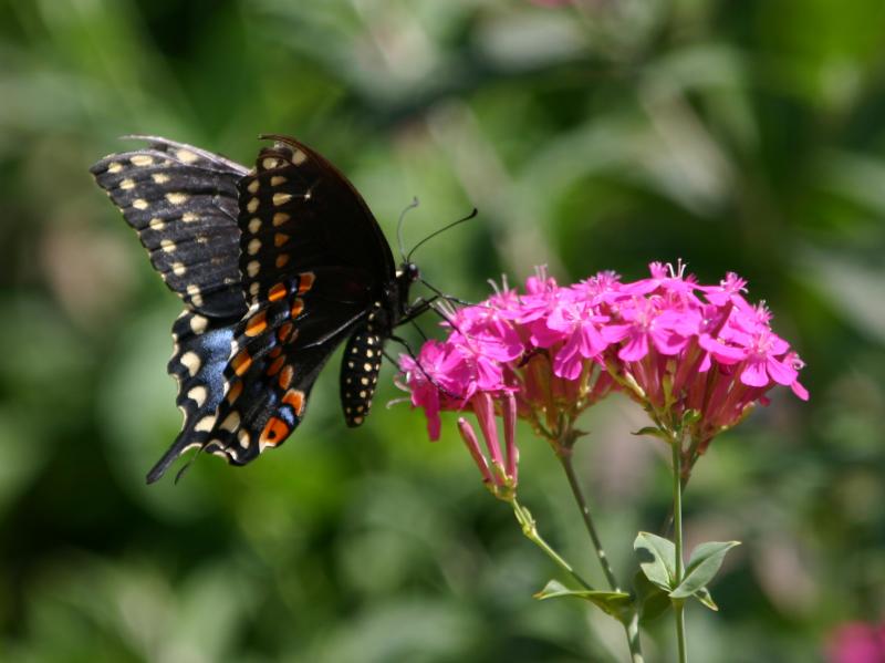 Swallowtail Butterfly