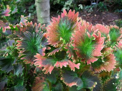 Coleus