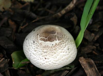 Mushroom WSP