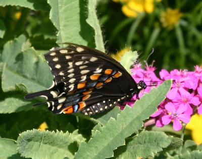 Eastern Black Swallowtail Butterfly