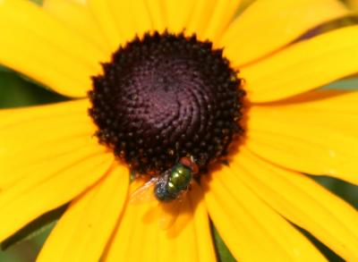 Fly on a Yellow Daisy