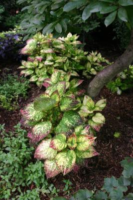 Coleus