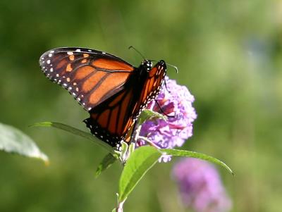 Monarch on a Butterfly Blossom