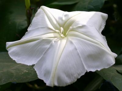 Moonflower - Ipomoea Alba