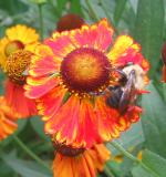 Bee on Sneeze Flower