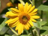 Sunflower - Helianthus