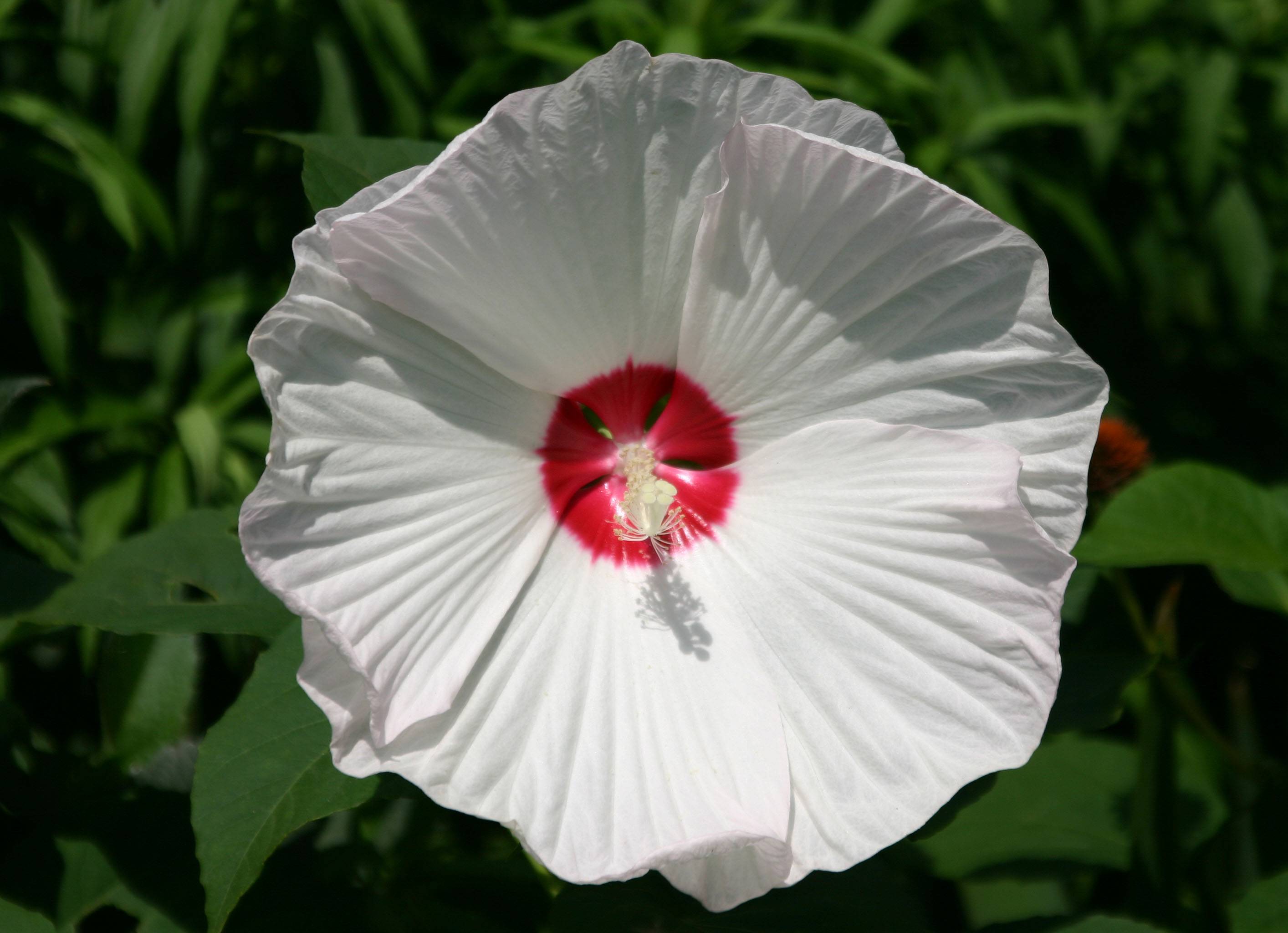 Red Heart Pancake Hibiscus