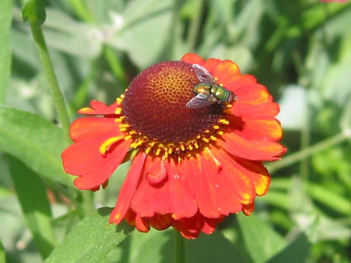 Fly on a Sneeze Flower