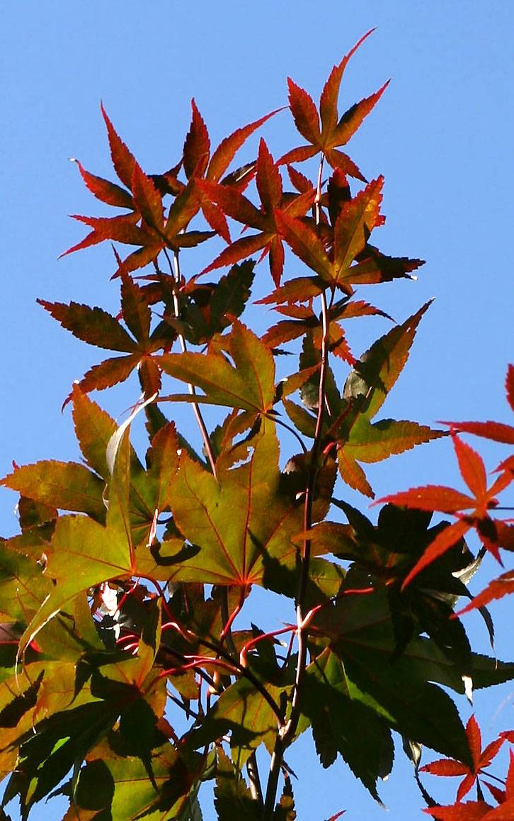 Red Leaf Maple