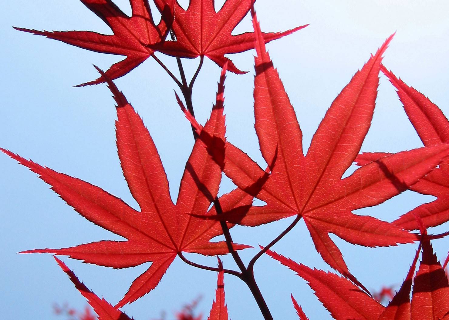 Red Leaf Maple