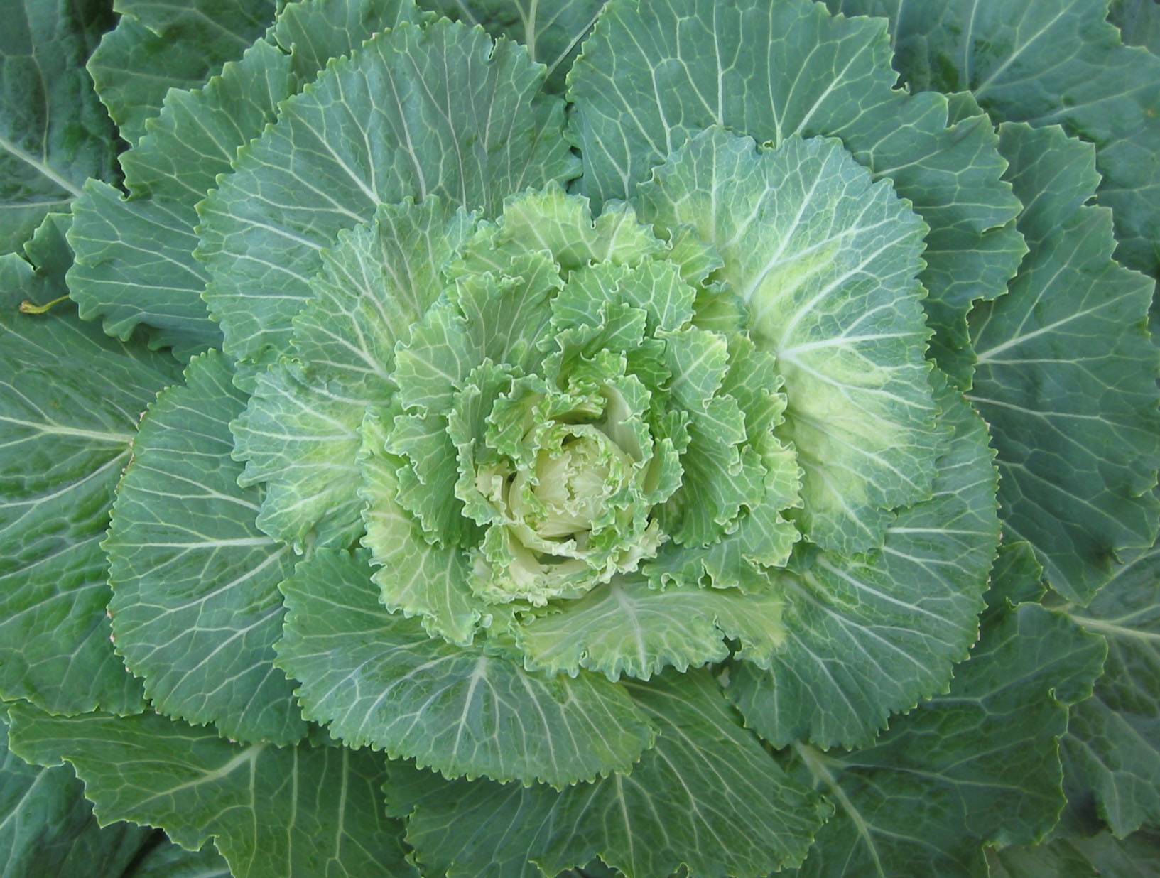 Ornamental Cabbage