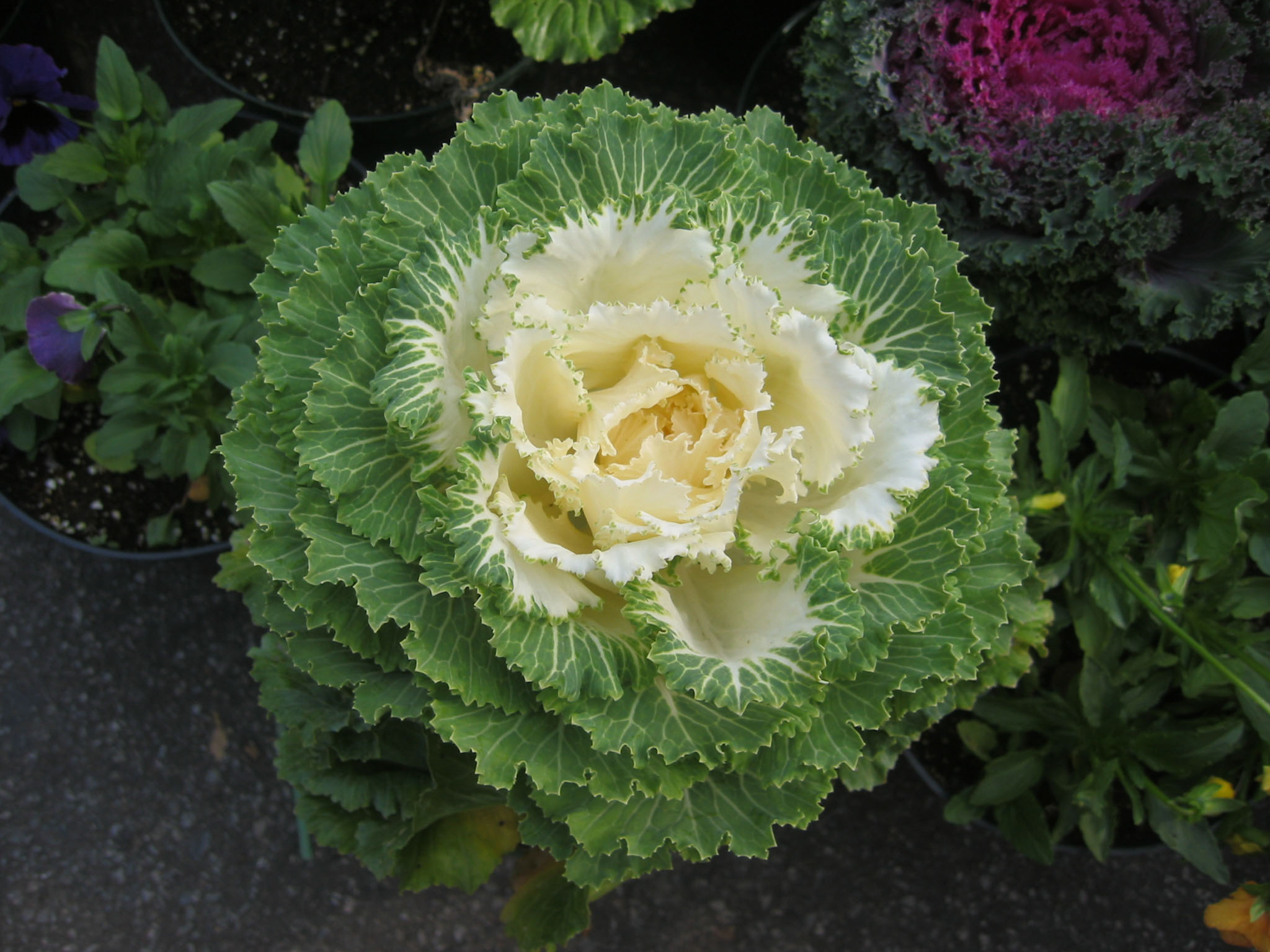 Ornamental Cabbage