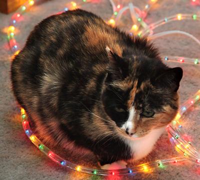 catlight.jpg