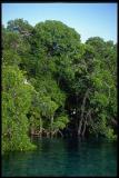 Mangrove lagoon