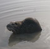 Nutria or Coypu