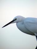 Egret
