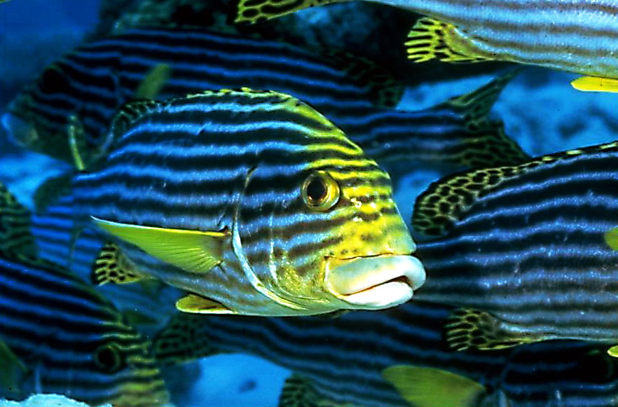  Sweetlips