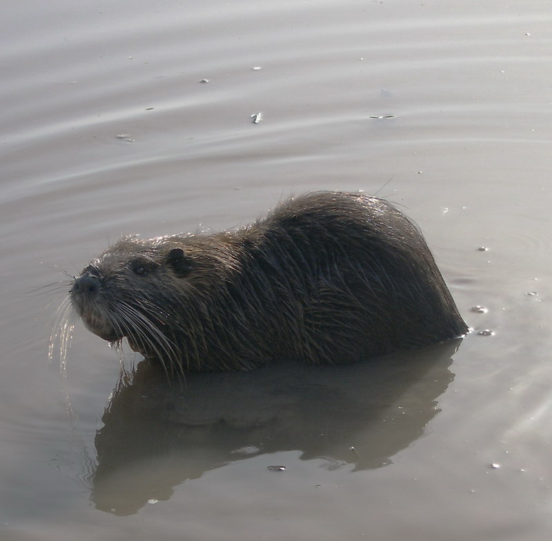 Nutria or Coypu