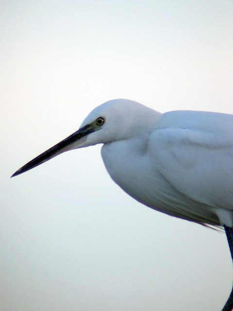 Egret