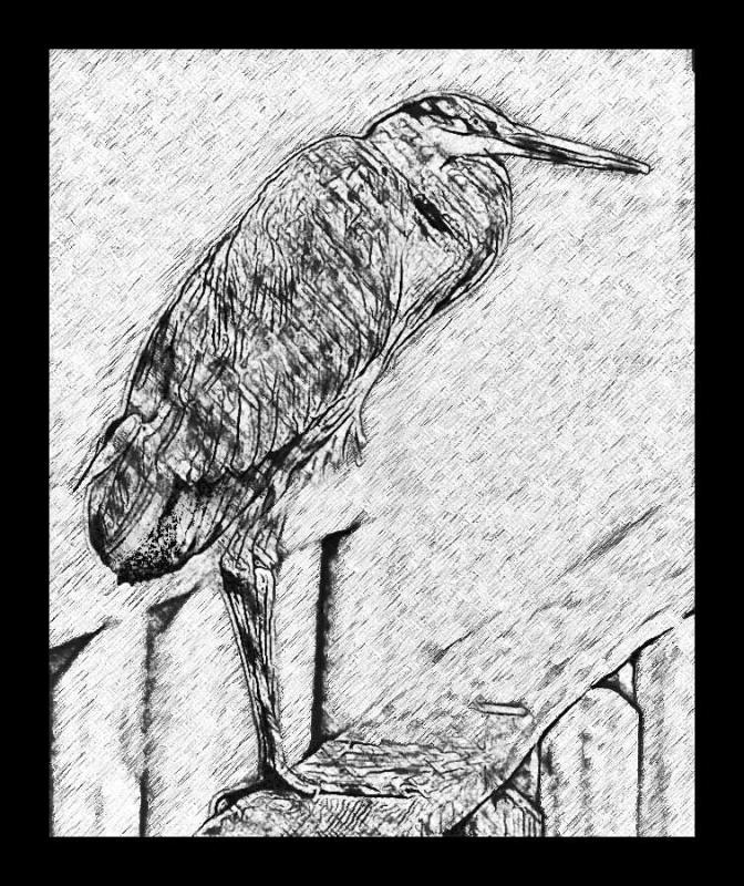 Heron Sketch