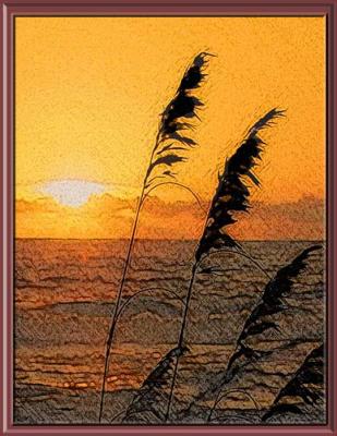 Sea Oats Sketch