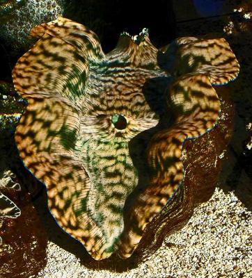 Giant Clam