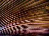 Frond Abstract