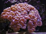 Bubble Coral