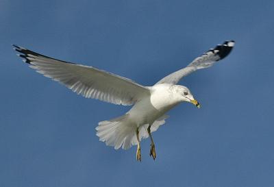 gull2.jpg