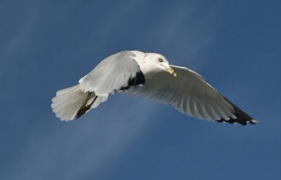 gull5.jpg