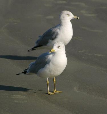 gull3.jpg