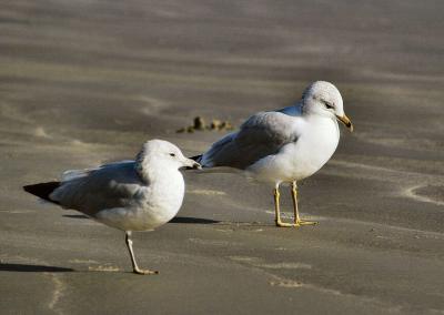 gull4.jpg